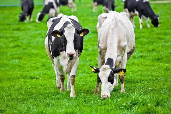 Vaches sur prairie Photo De Stock