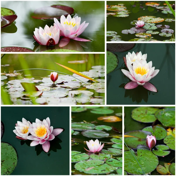 Water lily collage. — Stock Photo, Image