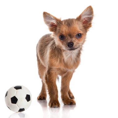 Chihuahua, 5 aylık. Beyaz backgr izole chihuahua köpek
