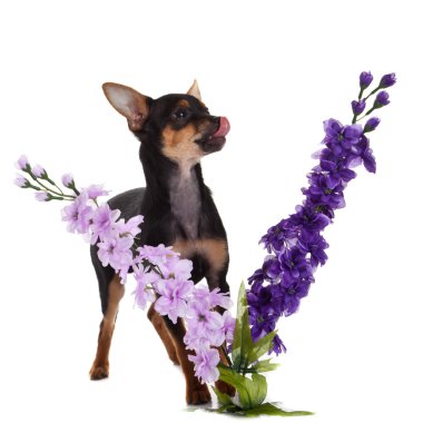 Chihuahua köpek beyaz zemin üzerine çiçekli.