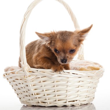 Sepette chihuahua.