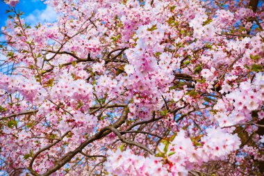 Sakura çiçekleri açıyor. Güzel pembe kiraz çiçeği