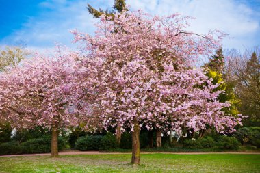 Sakura çiçekleri açıyor. Güzel pembe kiraz çiçeği