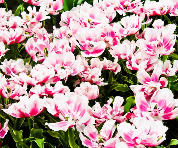 Vackra vårblommor. tulpaner — Stockfoto