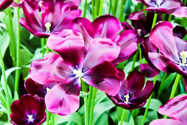 Szép tavaszi virágok. Tulipán — Stock Fotó