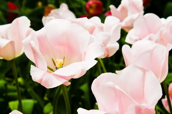 Hermosas flores de primavera. Tulipanes —  Fotos de Stock