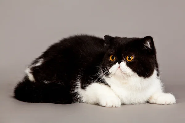 Экзотическая короткая кошка. Персидский кот на сером фоне — стоковое фото