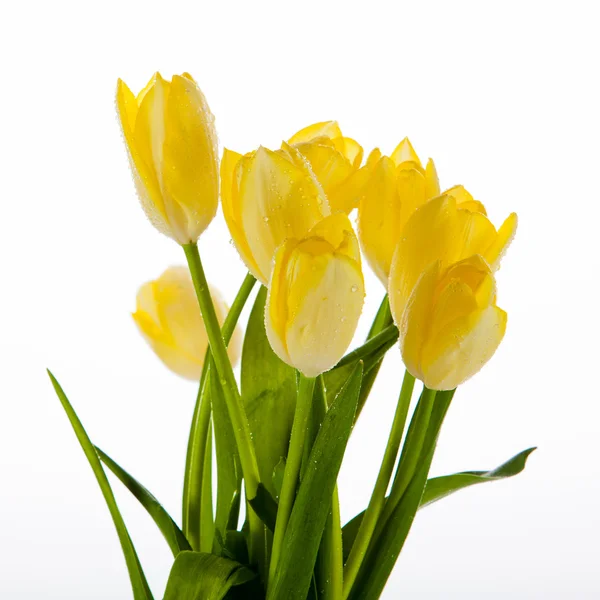 Mooi boeket van gele tulpen op een witte achtergrond. — Stockfoto