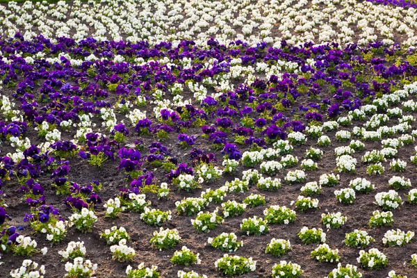 Heartsease, ogród. kwiaty tło pansy — Zdjęcie stockowe