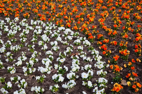 Heartsease, jardin de fleurs. fleurs fond pansy — Photo