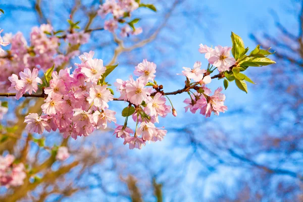 Sakura, růžový květ — Stock fotografie