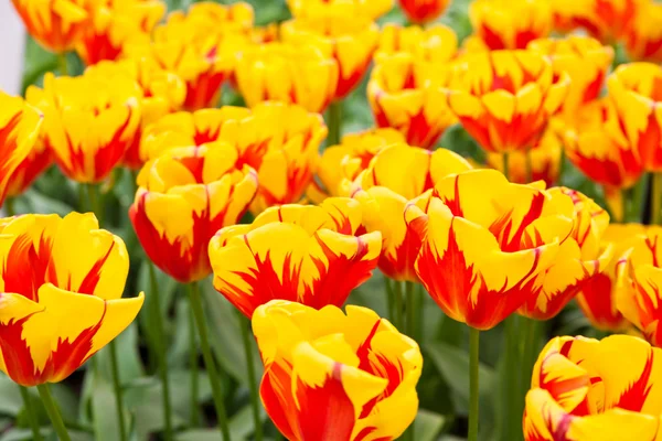 Vackra vårblommor. tulpaner — Stockfoto