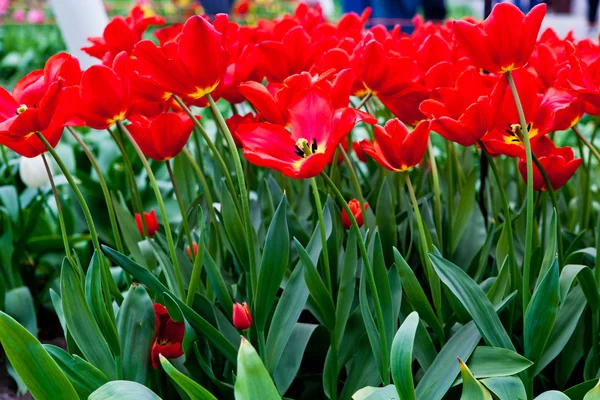 Vackra vårblommor. tulpaner — Stockfoto