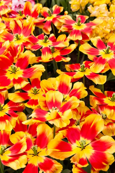 美しい春の花。チューリップ — ストック写真