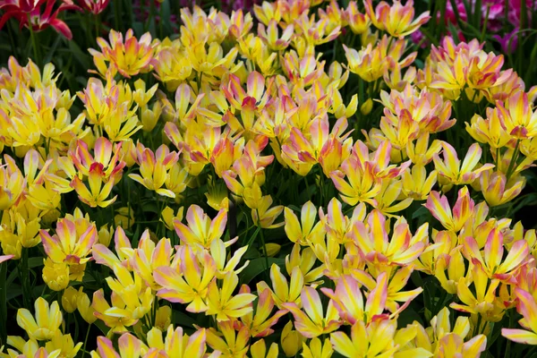 De belles fleurs printanières. Tulipes — Photo