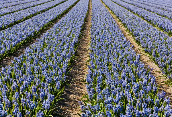 Fält av hyacint. — Stockfoto