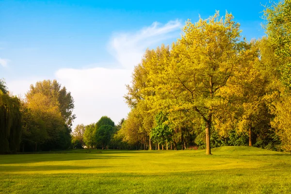 Green field and trees. Summer landscape with green grass. Beau — Stock Photo, Image