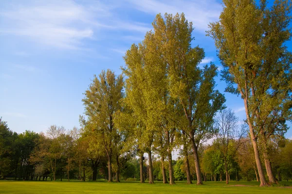 Campo verde y árboles. — Foto de Stock