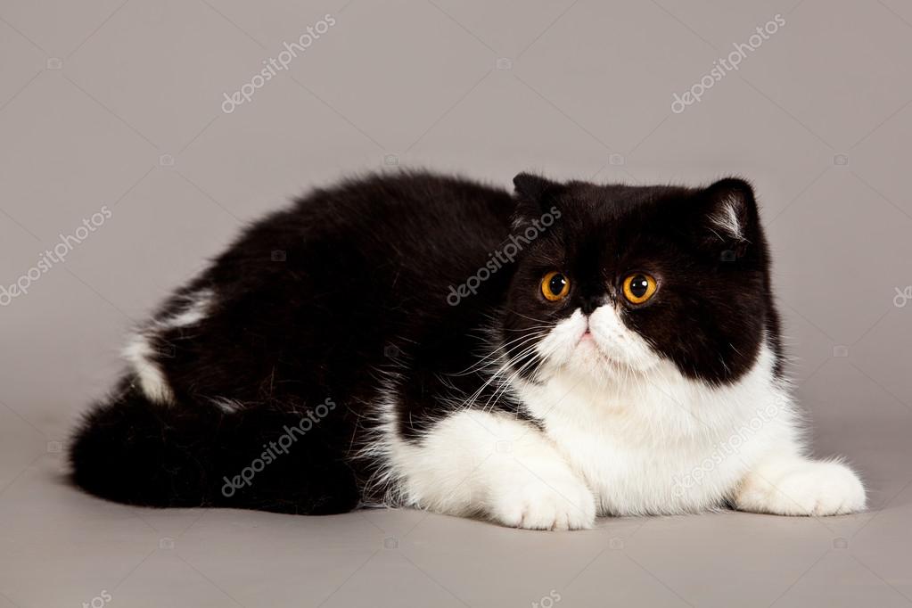 Exotic Shorthair Cat Persian Cat On Grey Background Stock Photo