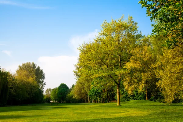 Mooie zomerse landschap. groen veld en bomen — Stockfoto