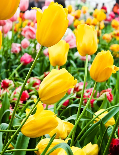 Hermosas flores de primavera. Tulipanes — Foto de Stock