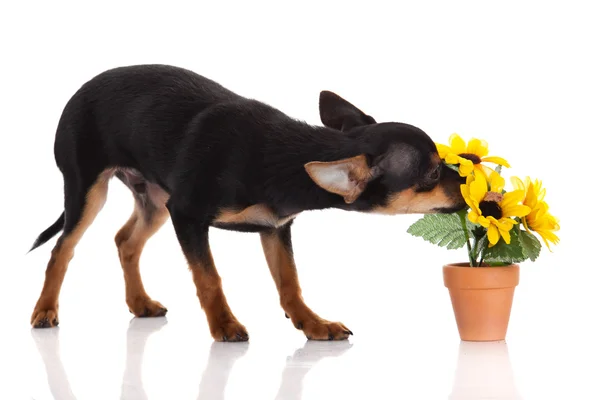 Chihuahua köpek beyaz zemin üzerine çiçekli. — Stok fotoğraf