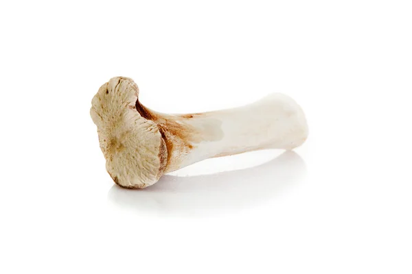 Bone isolated on white background. — Stock Photo, Image