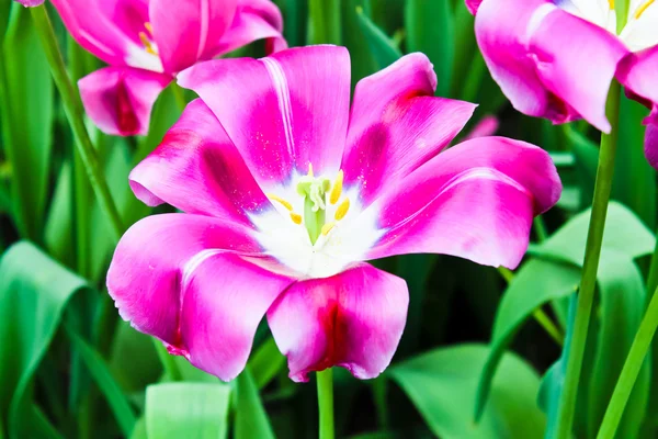 Vackra vårblommor. tulpaner — Stockfoto