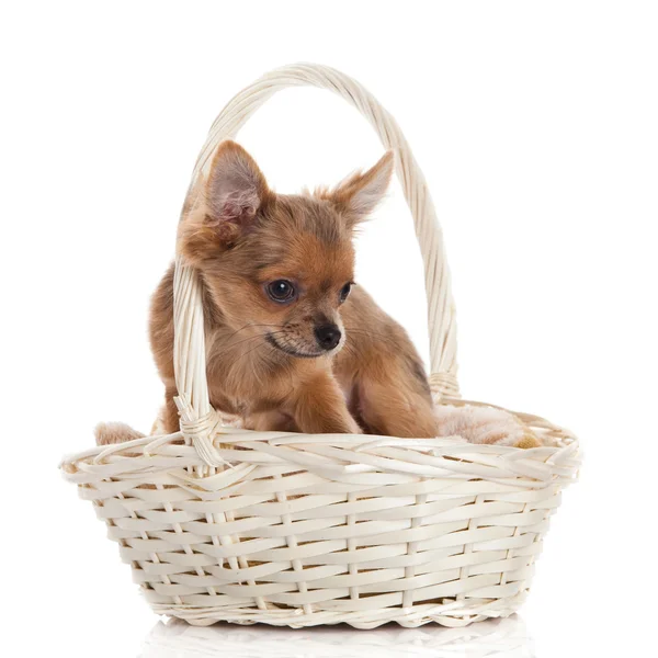 Chihuahua en la canasta. — Foto de Stock
