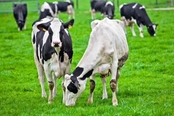 Vacas en el prado con hierba verde. Terneros pastoreadores —  Fotos de Stock