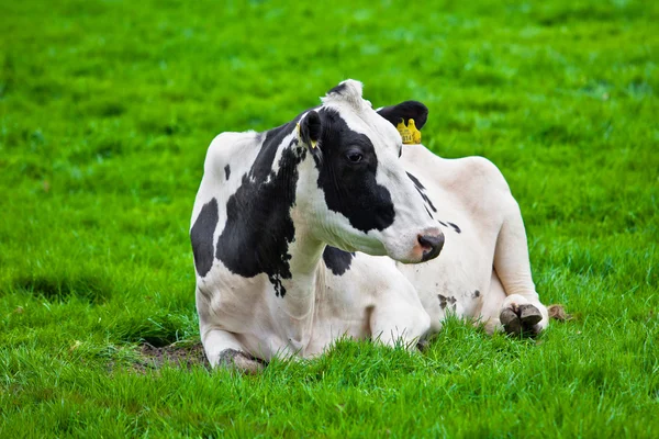 Kühe auf der Weide — Stockfoto