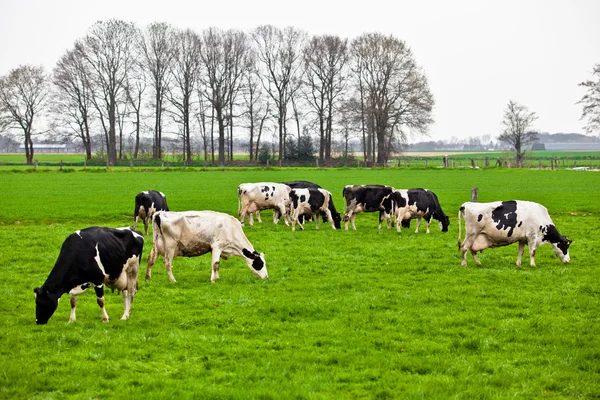 Cows on meadow with green grass. Grazing calves — Stock Photo, Image