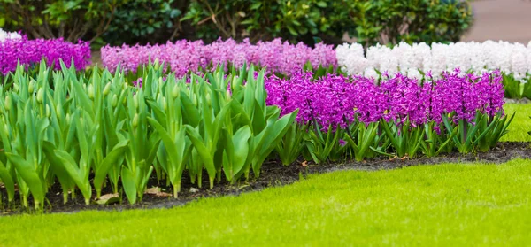 Hyazinthen blühen. Frühlingsblumen — Stockfoto