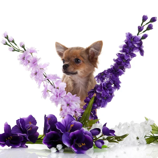 Chihuahua cão com flores no fundo branco . — Fotografia de Stock