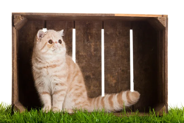 Egzotik stenografi kedi. bir kutu içinde güzel kedi. — Stok fotoğraf