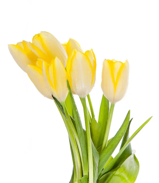 Beau bouquet de tulipes jaunes sur fond blanc. — Photo