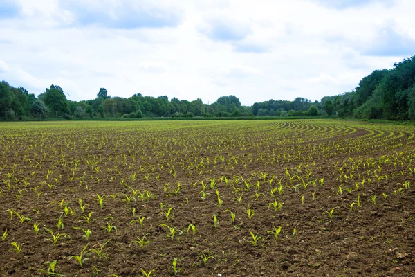 Campo de maíz joven —  Fotos de Stock