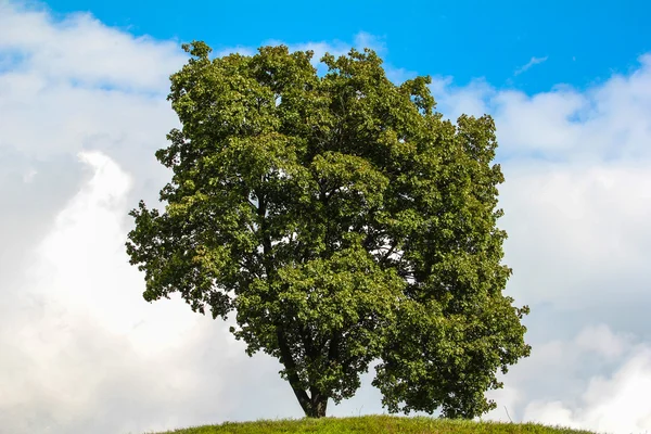 Grüner Baum und bewölkter Himmel — Stockfoto