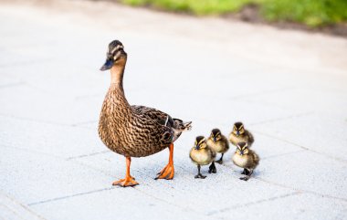 Family of ducks. clipart