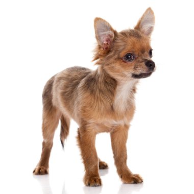 Beyaz arka planda Chihuahua köpeği.
