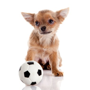 Chihuahua, 5 aylık. Beyaz backgr izole chihuahua köpek