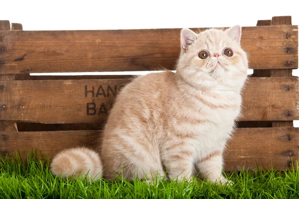 Gato exótico de taquigrafía. hermoso gato en una caja . — Foto de Stock