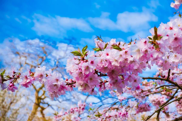 Λουλούδια Sakura ανθίζουν. Όμορφο ροζ άνθος κερασιάς — Φωτογραφία Αρχείου