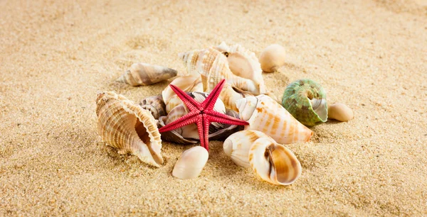 Pearl on the seashell . The exotic sea shell . Treasure from the — Stock Photo, Image