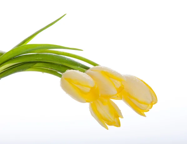 Mooi boeket van gele tulpen op een witte achtergrond. — Stockfoto