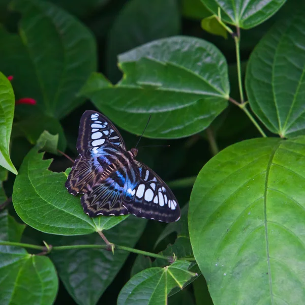 A Borboleta. Uma linda borboleta sentada na árvore — Fotografia de Stock