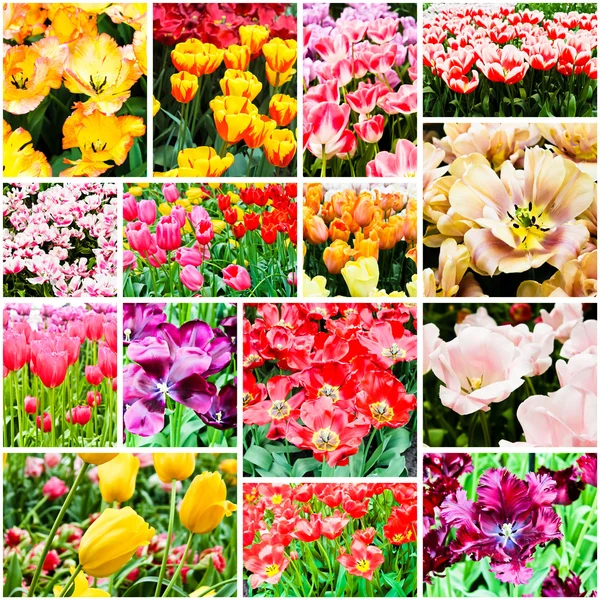Frühlingsblumen. Tulpen — Stockfoto