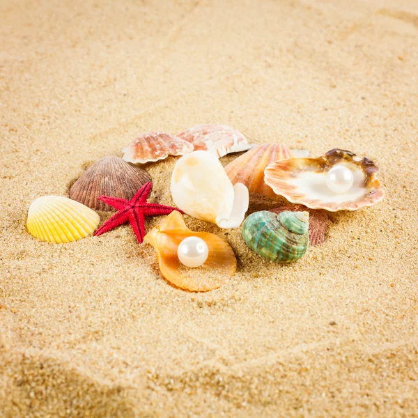 Pearl on the seashell . The exotic sea shell . Treasure from the — Stock Photo, Image