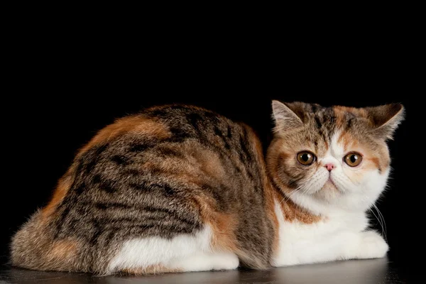 Exotisk Stenografien katt. exotiska tamkatt på svart bakgrund. — Stockfoto