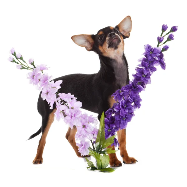 Chihuahua cão com flores no fundo branco . — Fotografia de Stock